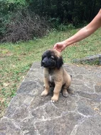 Leonberger - štěnátka