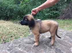 Leonberger - štěnátka