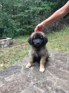 Leonberger - štěnátka