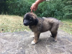 Leonberger - štěnátka