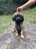 Leonberger - štěnátka