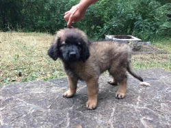 Leonberger - štěnátka
