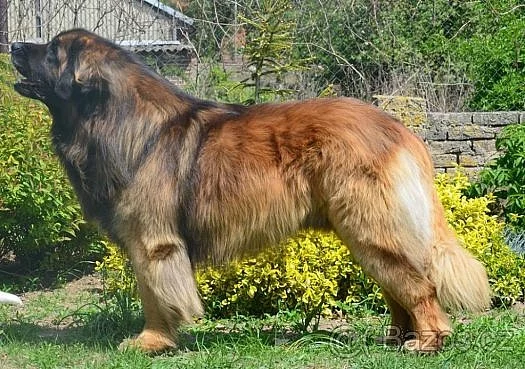 Leonberger - štěnátka