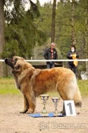Leonberger - štěnátka