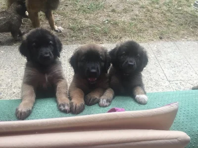 Leonberger - štěnátka