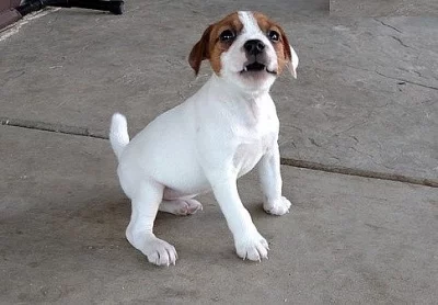 Krásné štěňátka Jack Russell