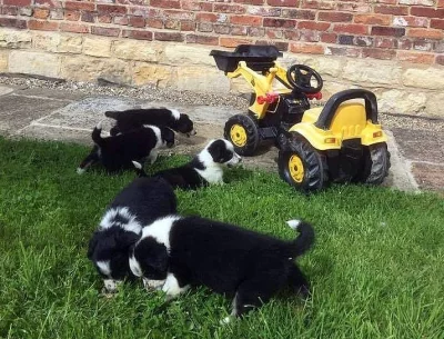 Border Collie Sheepdog Štěňátka