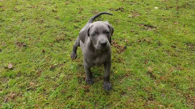 Výmarské štěňátka K.c Reg.