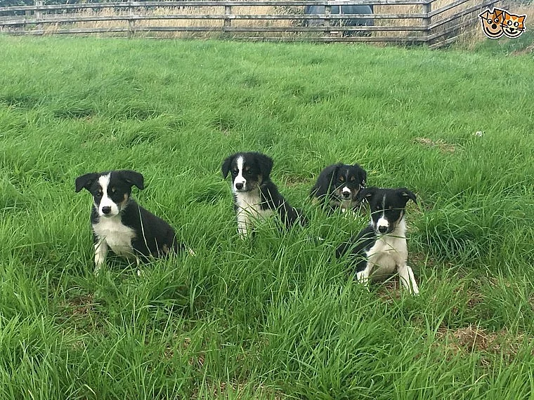 Border Collie Sheepdog Štěňátka