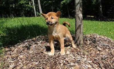 FAMILY RAISED SHIBA INU Štěňátka na prodej