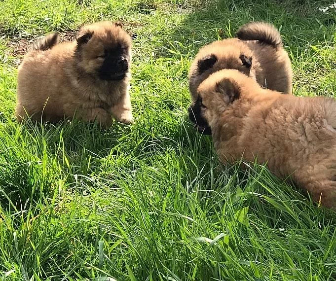 CHOW CHOW PUPS PŘIPRAVUJTE NYNÍ