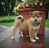 FAMILY RAISED SHIBA INU Štěňátka na prodej