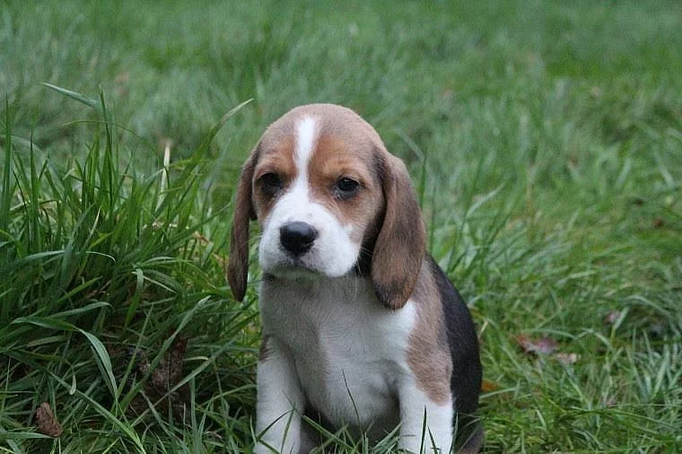 Roztomilé štěňátka beagle