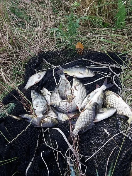 Prodám násadu kapra.