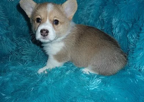 Roztomilý Pembroke welsh Corgi štěňata na prodej