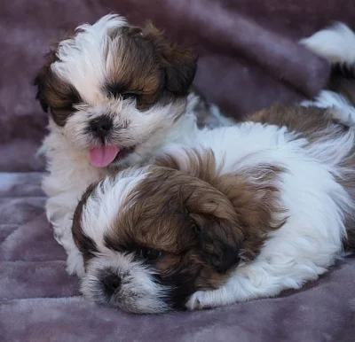 Nádherné shih tzu štěňata jsou připraveni