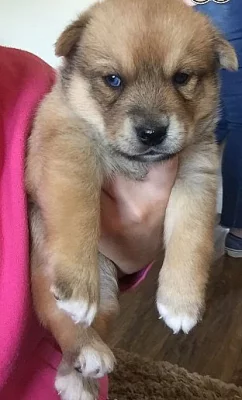 Roztomilé Pomsky štěňátka