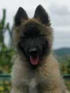 Belgický ovčák terv.