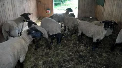 Letošní ovečky Suffolk
