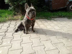 Francouzský buldoček štěňátka
