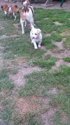 Štěňata Jack Russell Teriéra