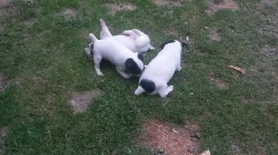 Štěňata Jack Russell Teriéra