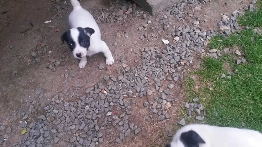 Štěňata Jack Russell Teriéra