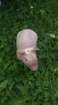 Skinny morče