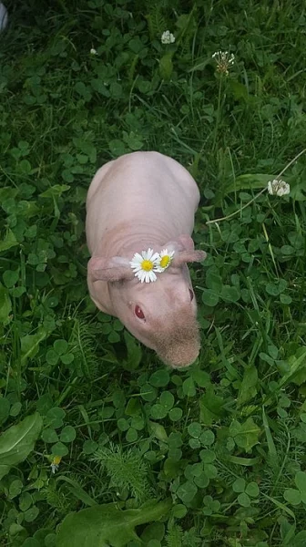 Skinny morče