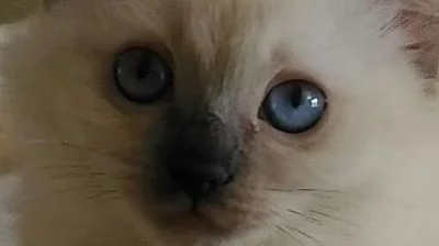 Kočička ragdoll s PP odběr ihned.
