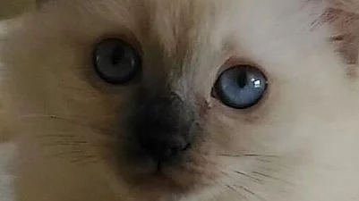 Kočička ragdoll s PP odběr ihned.