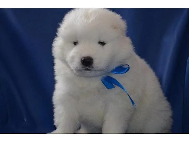 Kumba Shaledu Krásné rodokmen Samoyed Štěňata s papíry