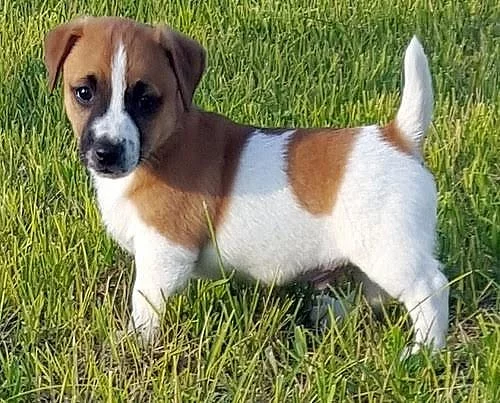 Krásné štěňátka Jack Russell