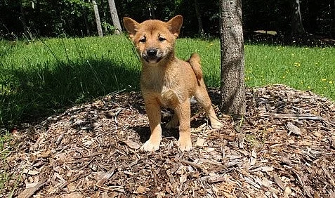 SHIBA INU Štěňátka na prodej