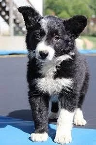 Bonduma Border Collie Sheepdog Štěňátka