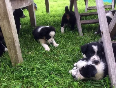 Border Collie Sheepdog Štěňátka