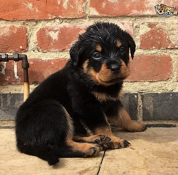 Rottweiler štěňata na prodej