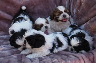 dangote Shih Tzu štěňata