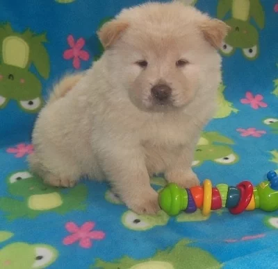 CHOW CHOW PUPS PŘIPRAVUJTE NYNÍ