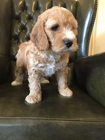 Ready Now - Čokoládová Labradoodle Puppy