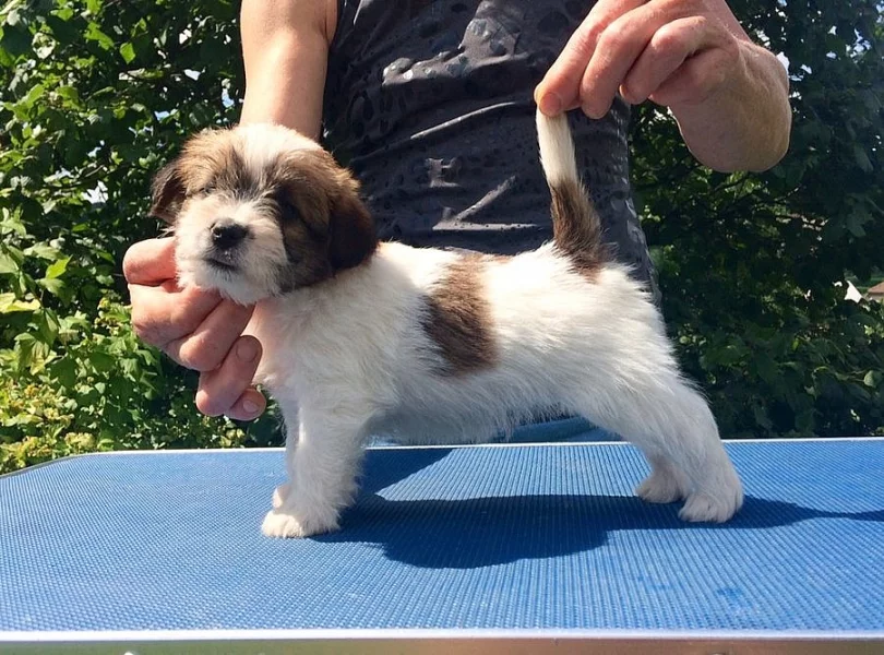 Jack Russell teriér - štěňata s PP