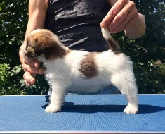 Jack Russell teriér - štěňata s PP