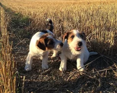 Jack Russell teriér - štěňata s PP