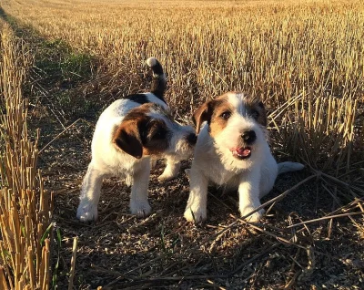Jack Russell teriér - štěňata s PP
