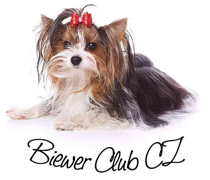 Biewer club CZ - 10. let klubu VÝS