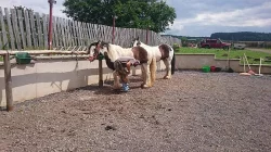 Irský cob - krásná pára valachů