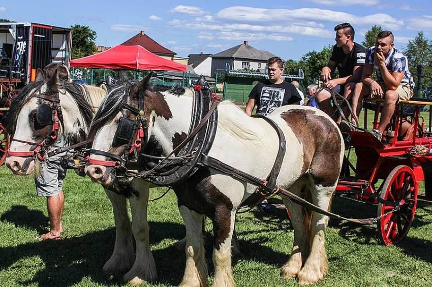 Irský cob - krásná pára valachů