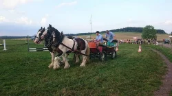 Irský cob - krásná pára valachů