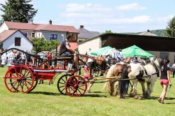 Irský cob - krásná pára valachů
