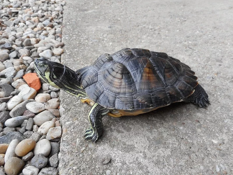 Pár Trachemys scripta scripta